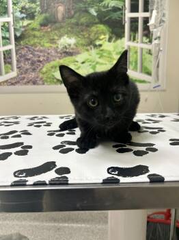 Luigi -  Domestic Short Hair Cat for Adoption in Lancaster, Pennsylvania - Luigi | PetCurious