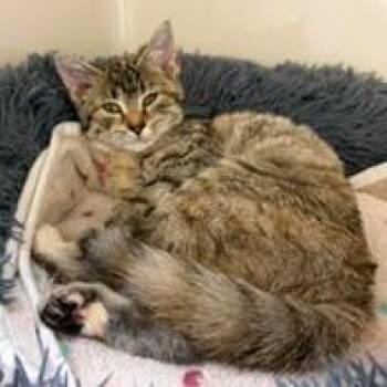 Daryl -  Domestic Short Hair Cat for Adoption in Greensboro, Georgia - Daryl | PetCurious