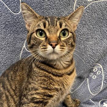Prince -  Domestic Short Hair Cat for Adoption in Hawthorne, California - Prince | PetCurious