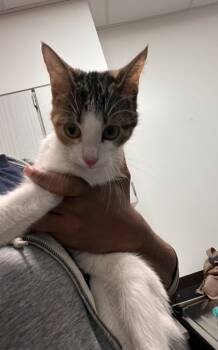 Rescue Domestic Short Hair Cats for Adoption in Atlanta, Georgia - Orbit | PetCurious