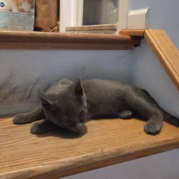 Banks -  Domestic Short Hair Cat for Adoption - Banks | PetCurious