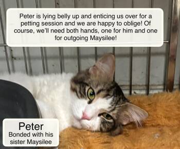 Peter and Maysilee -  Domestic Long Hair Cat for Adoption in Ellicott City, Maryland - Peter And Maysilee | PetCurious