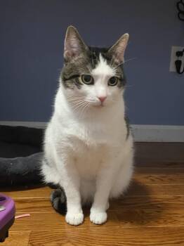 Rescue Domestic Short Hair Cats for Adoption in Andover, Connecticut - Rigby & Timber | PetCurious