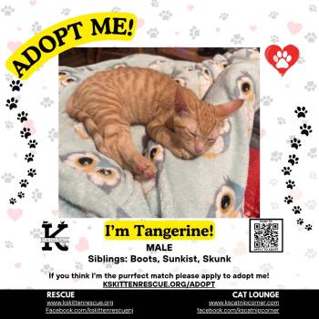 Tangerine -  Domestic Short Hair Cat for Adoption in OSBORNVILLE, New Jersey - Tangerine | PetCurious
