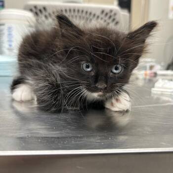 C4 -  Domestic Medium Hair Cat for Adoption in Portland, Texas - C4 | PetCurious