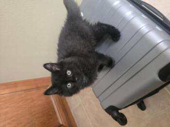Versace -  Domestic Medium Hair Cat for Adoption in San Diego, California - Versace | PetCurious