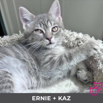 Ernie (bonded with Kaz) -  Domestic Short Hair Cat for Adoption in Toronto, Ontario - Ernie (bonded With Kaz) | PetCurious