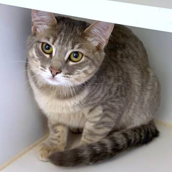 Mary Harron -  Domestic Short Hair Cat for Adoption in Woodinville, Washington - Mary Harron | PetCurious