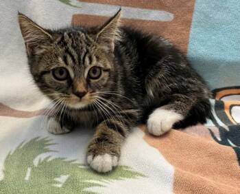 Damian -  Domestic Short Hair Cat for Adoption - Damian | PetCurious