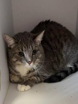 Domestic Short Hair Cats Available for Adoption in Bolivar, Missouri - Mavis | PetCurious