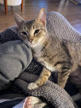 Domestic Short Hair Cats Available for Adoption - Noelle | PetCurious