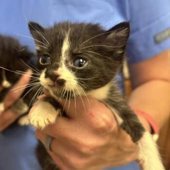 Foxglove - 042905U -  Domestic Short Hair Cat for Adoption in Tupelo, Mississippi - Foxglove - 042905U | PetCurious