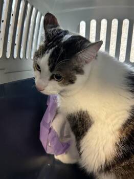 BUNNY -  Domestic Short Hair Cat for Adoption in Doral, Florida - BUNNY | PetCurious