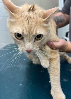 Casper -  Domestic Short Hair Cat for Adoption in Mobile, Alabama - Casper | PetCurious