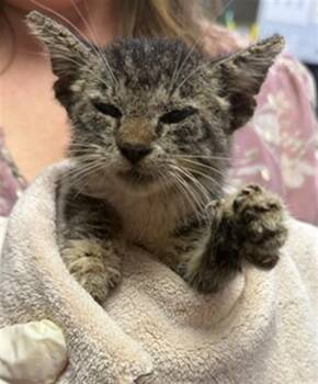 LEO SAINT -  Domestic Medium Hair Cat for Adoption in Jacksonville, Florida - LEO SAINT | PetCurious