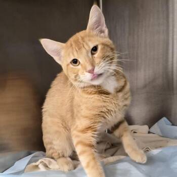 Oliver -  Domestic Short Hair Cat for Adoption in Bentonville, Arkansas - Oliver | PetCurious