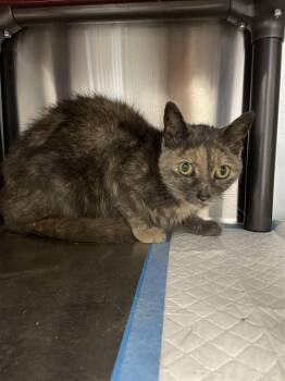 ASHA -  Domestic Short Hair Cat for Adoption in Westminster, Maryland - ASHA | PetCurious