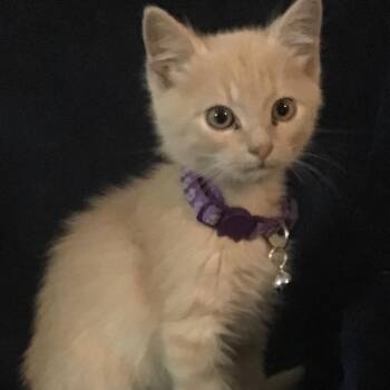 Hedley -  Domestic Medium Hair Cat for Adoption in Fredericksburg, Virginia - Hedley | PetCurious