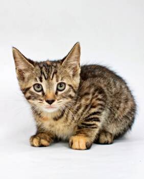 Hermione -  Domestic Short Hair Cat for Adoption in Morton Grove, Illinois - Hermione | PetCurious