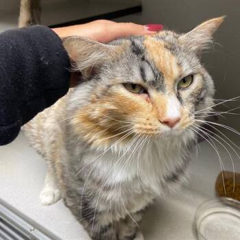 SHERBERT -  Domestic Medium Hair Cat for Adoption in Aurora, Colorado - SHERBERT | PetCurious
