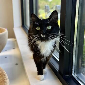 Clawdia -  Domestic Short Hair Cat for Adoption in Fort Wayne, Indiana - Clawdia | PetCurious