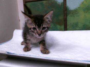 PROFESSOR NAPTIME -  Domestic Short Hair Cat for Adoption in Houston, Texas - PROFESSOR NAPTIME | PetCurious