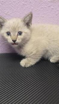 61208852 -  Siamese Cat for Adoption in El Paso, Texas - 61208852 | PetCurious