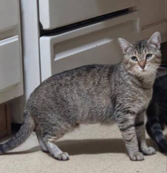 Sweetie Pie -  Tabby Cat for Adoption in Knoxville, Tennessee - Sweetie Pie | PetCurious