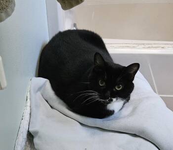 Rescue Domestic Short Hair Cats for Adoption in Melbourne, Florida - Misha | PetCurious