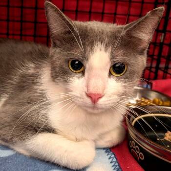 Rescue Domestic Short Hair Cats for Adoption in Hopkinton, Massachusetts - Charcoal Bunny | PetCurious