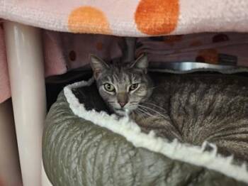 Domestic Short Hair Cats Available for Adoption in Schenectady, New York - Jay | PetCurious