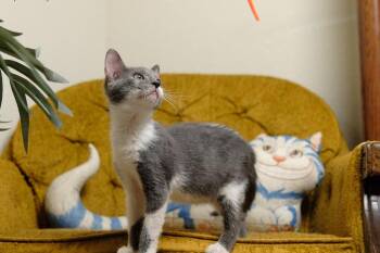 Rocky -  Domestic Short Hair Cat for Adoption in Rowlett, Texas - Rocky | PetCurious