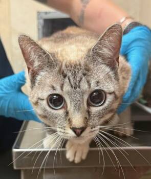 Domestic Short Hair Cats Available for Adoption in Honolulu, Hawaii - Lilac | PetCurious