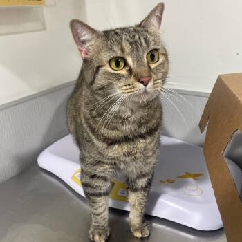 Pipa (Piper) -  Domestic Short Hair Cat for Adoption in Tampa, Florida - Pipa (Piper) | PetCurious