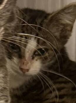 DARBY -  Domestic Short Hair Cat for Adoption in Hagerstown, Maryland - DARBY | PetCurious