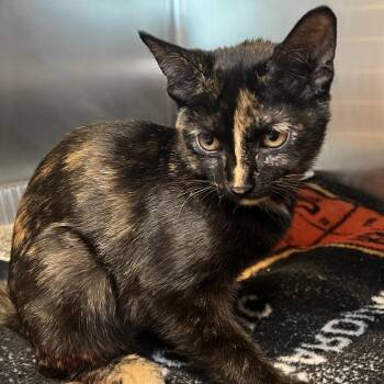 Blossom -  Domestic Short Hair Cat for Adoption in Matteson, Illinois - Blossom | PetCurious