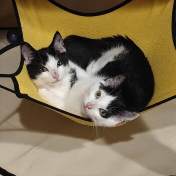 Toes & Sprout -  Domestic Short Hair and Extra Toes Cat Hemingway Polydactyl Cat for Adoption in West Orange, New Jersey - Toes & Sprout | PetCurious