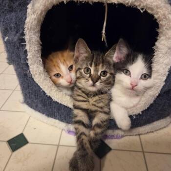 Domestic Short Hair Cats Available for Adoption in Green Bay, Wisconsin - Zena Morph | PetCurious