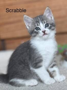 Scrabble (siblings are Yahtzee & Bingo) -  Domestic Short Hair Cat for Adoption in Brighton, Michigan - Scrabble (siblings Are Yahtzee & Bingo) | PetCurious