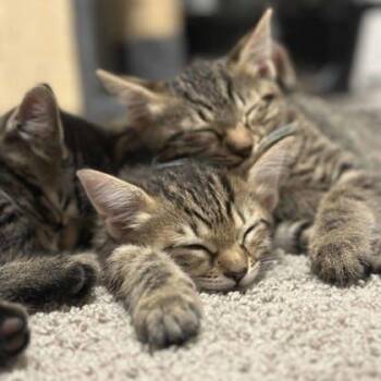 Peanut -  Domestic Short Hair Cat for Adoption in Atlanta, Georgia - Peanut | PetCurious