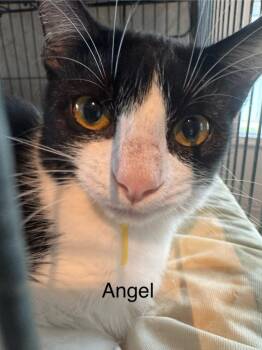 Domestic Medium Hair Cats Available for Adoption - Angel | PetCurious