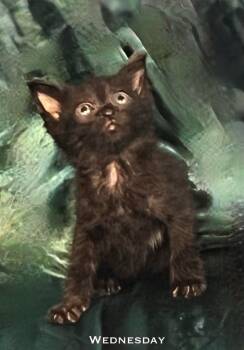 Rescue Domestic Short Hair Cats for Adoption in El Dorado, Arkansas - Wednesday Lewis | PetCurious