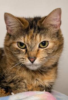 Domestic Medium Hair Cats Available for Adoption in Saint Paul, Minnesota - Charlie | PetCurious