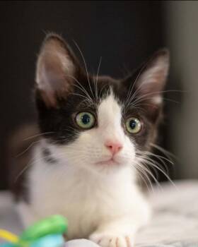 Nico -  Domestic Short Hair Cat for Adoption in San Jacinto, California - Nico | PetCurious