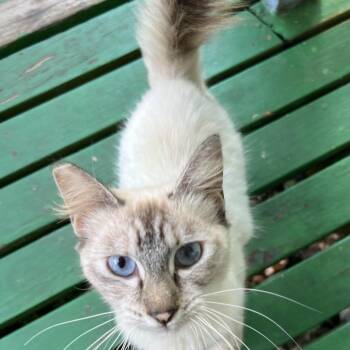 Suki -  Siamese Cat for Adoption in Volcano, Hawaii - Suki | PetCurious