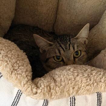 Lil Bit -  Domestic Short Hair Cat for Adoption in Denver, Colorado - Lil Bit | PetCurious