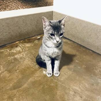 Domestic Short Hair Cats Available for Adoption - Bambino | PetCurious