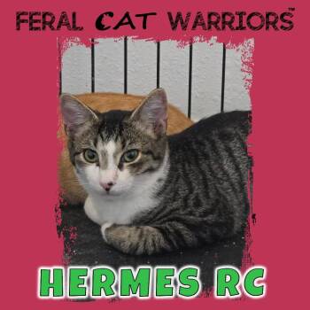 Hermes RC -  Domestic Short Hair Cat for Adoption in Kingman, Arizona - Hermes RC | PetCurious