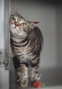 Willie Jr. -  Domestic Short Hair Cat for Adoption in Kalispell, Montana - Willie Jr. | PetCurious