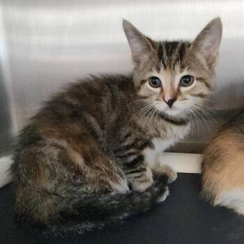 Pink -  Domestic Short Hair Cat for Adoption in Fort Wayne, Indiana - Pink | PetCurious